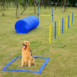 Mettre l'entraînement agility agility chiens sautent au rythme.