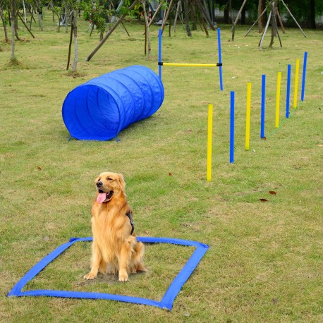 Set training agility agility dogs jump tune.