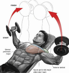 Upper chest flyes on inclined bench