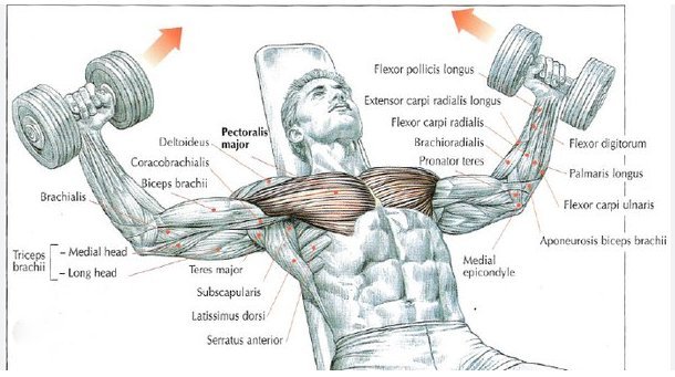 What muscles do the incline bench flyes work?