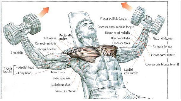 Quels muscles les écartés couché incliné avec haltères font-ils travailler ?