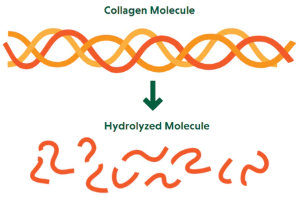 Idrolisi del collagene