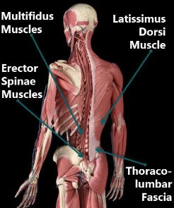 Avantages du renforcement des muscles lombaires du dos