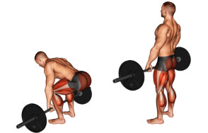 The conventional deadlift is an exercise to strengthen the lower back