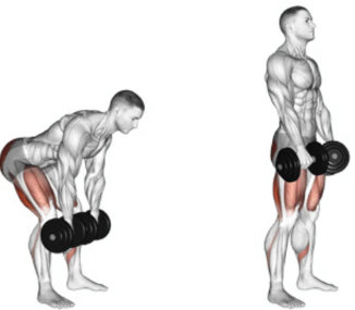 How to do the Romanian deadlift with dumbbells to strengthen your lower back