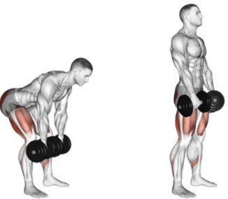 Como fazer o levantamento terra romeno com halteres para fortalecer a região lombar