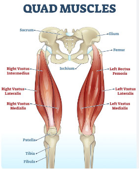 Muscles quadriceps