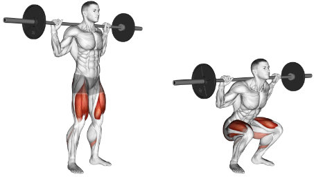 The squat is a gluteal exercise