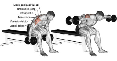 Seated Bench Shoulder Dumbbell Birds