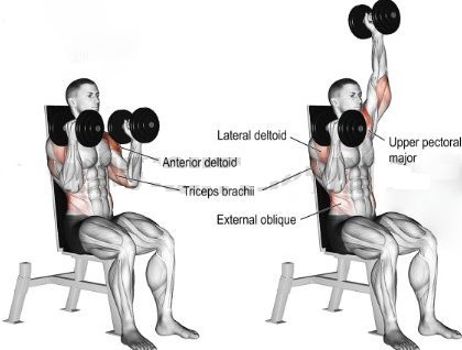 Bench Seated Dumbbell Military Press