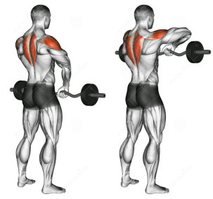 Z-bar chin up row, exercises for trapezius