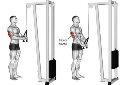 Pulley Rope Triceps Extension