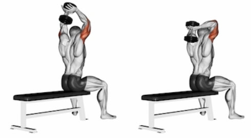 Extension triceps haltère à deux bras