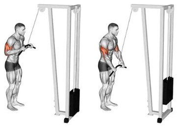 Triceps extension exercise with pulley