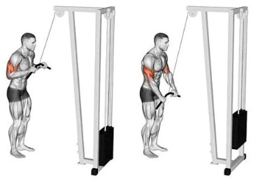 Exercício de extensão de tríceps na polia