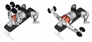 Flat bench fly, a dumbbell chest exercise