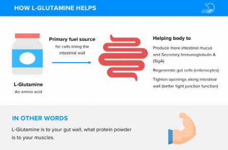What function does glutamine have in the intestines?
