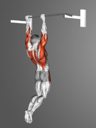 Hold the body on the pull-up bar