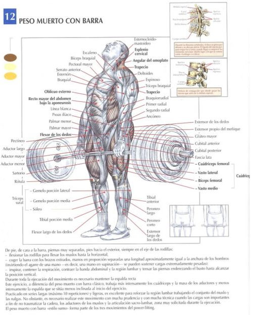 What muscles does the barbell deadlift work?