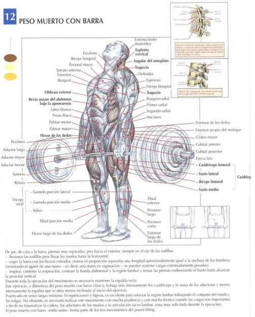 Quels muscles le soulevé de terre à la barre fait-il travailler ?