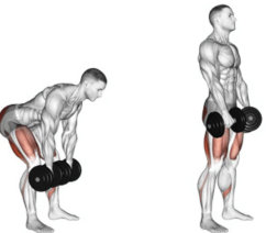 how to do the dumbbell romanian deadlift