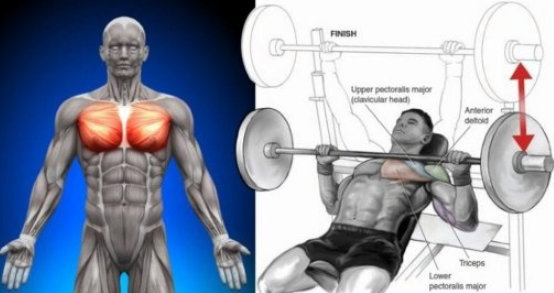 learn the incline barbell bench press technique