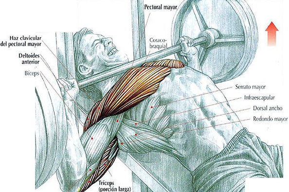 incline barbell bench press