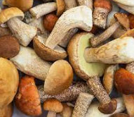 Porcini mushrooms, mushrooms with protein
