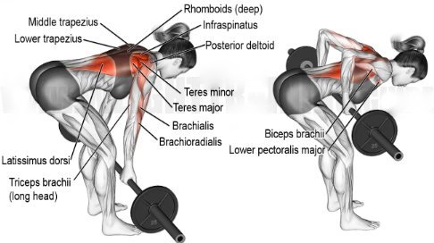 What muscles does the Pendlay row work?