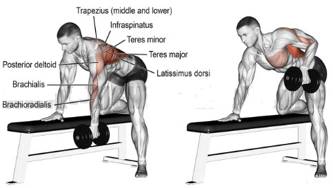 What muscles does dumbbell rowing strengthen?