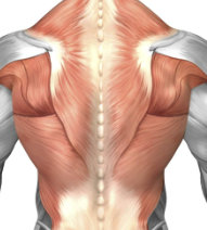 Anatomie des Latissimus