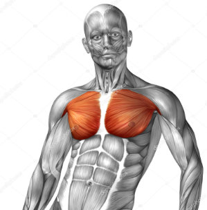 Anatomie der Brustmuskeln