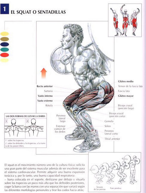 sentadillas-guia-de-musculacion